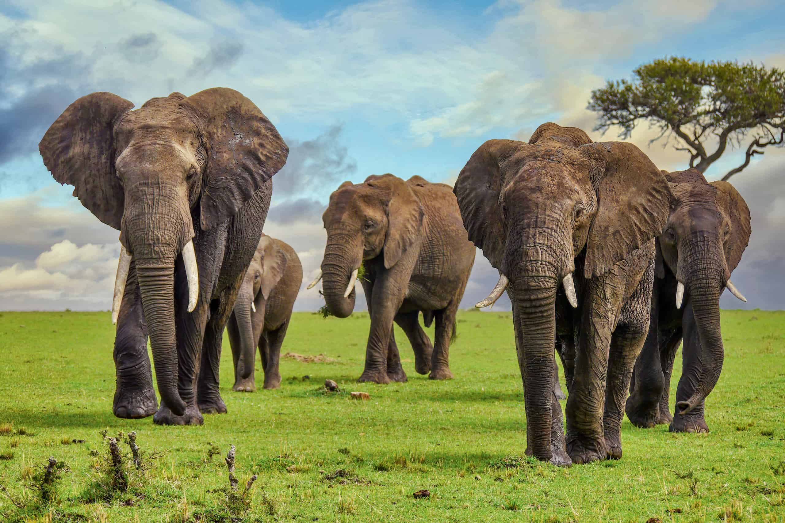 The Maasai Mara National Reserve 