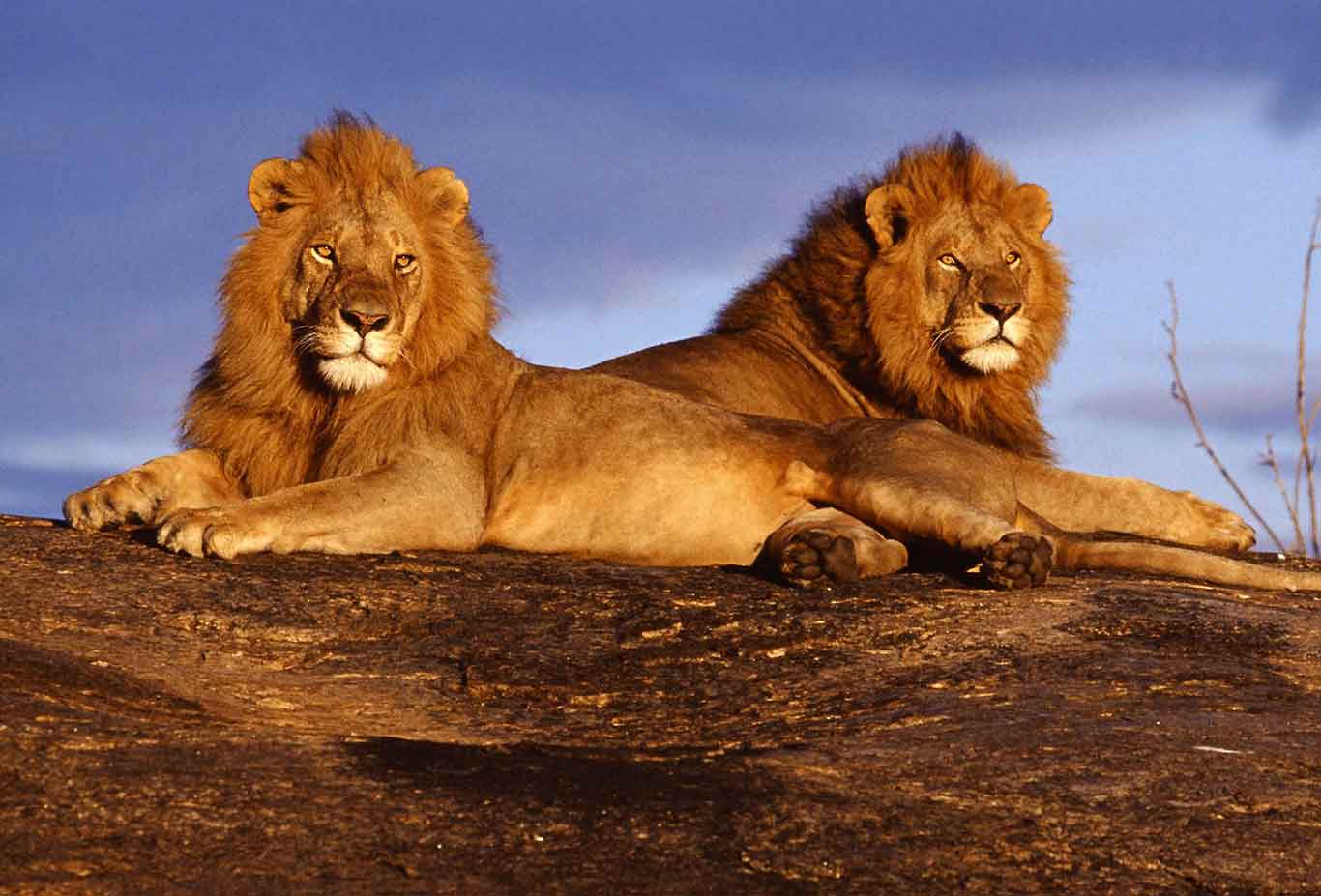  Tsavo National Parks (East and West) 