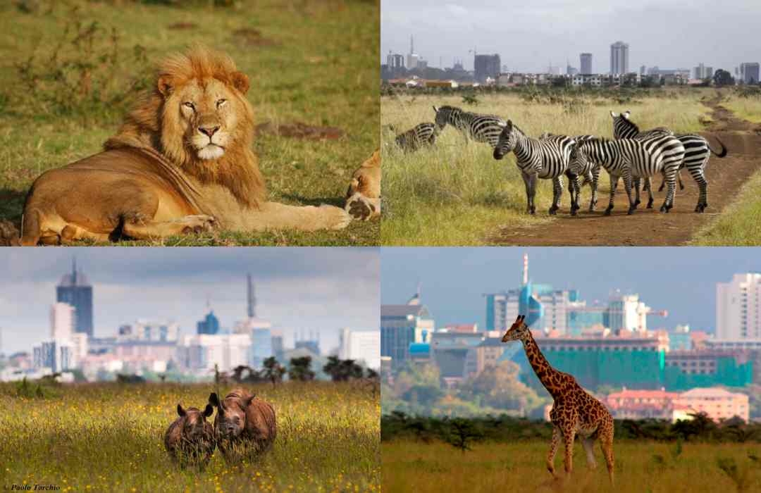 Nairobi National Park: Wildlife Amidst the Cityscape
