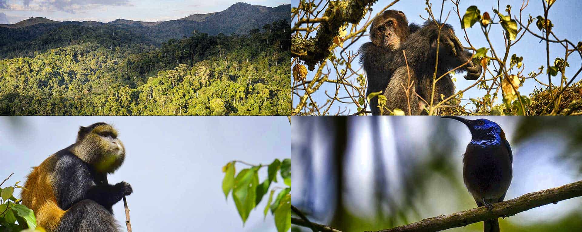 Gishwati-Mukura National Park