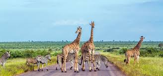 Kruger National Park