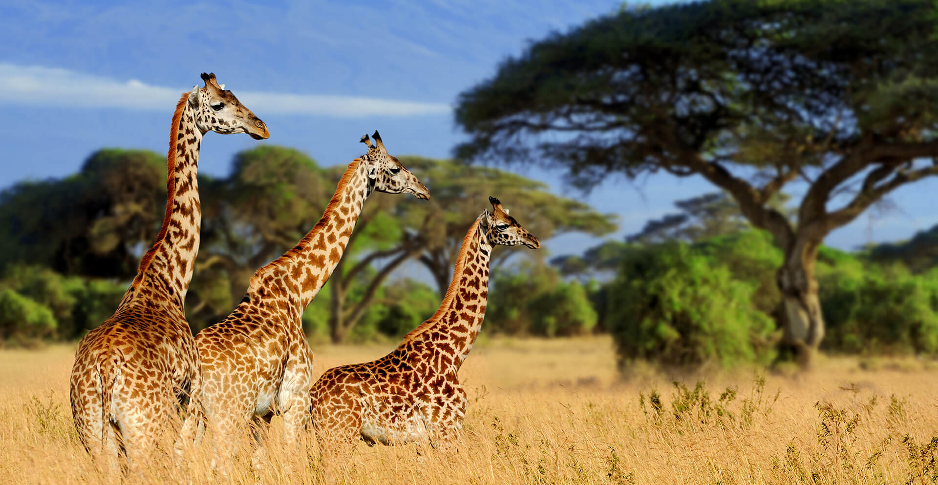 Tarangire National Park 