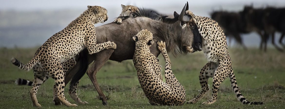 Abundant Wildlife in Maasai Mara National Reserve  