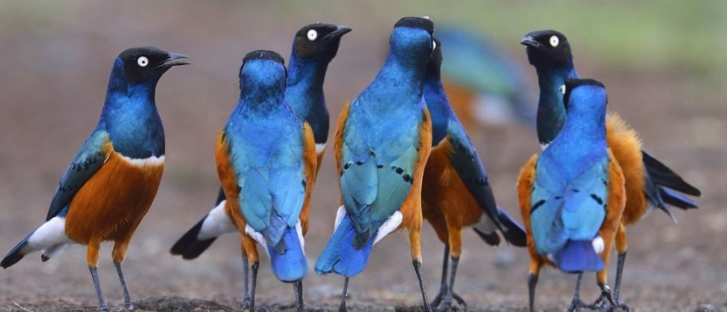  Bird Watching in Maasai Mara National Reserve