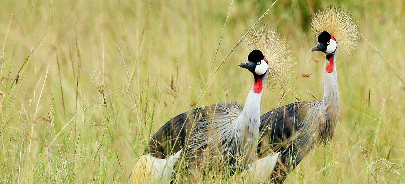 Bird Watching in Tsavo National Parks