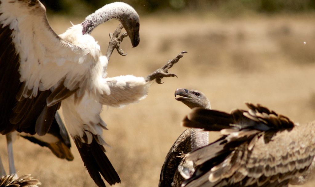 Bird Watching in Hell's Gate National Park