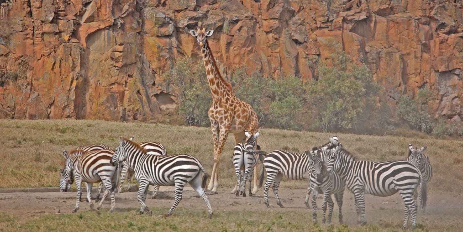 Wildlife Viewing in Hell's Gate National Park  