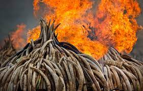 Ivory Burning Site Monument