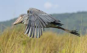 Bird Watching in Akagera National Park