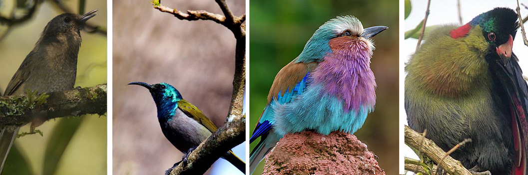  Bird Watching