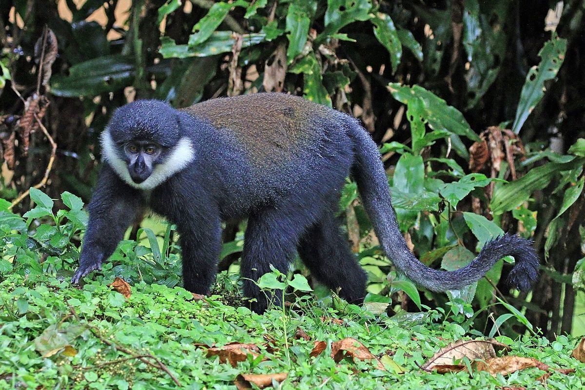  Primates
