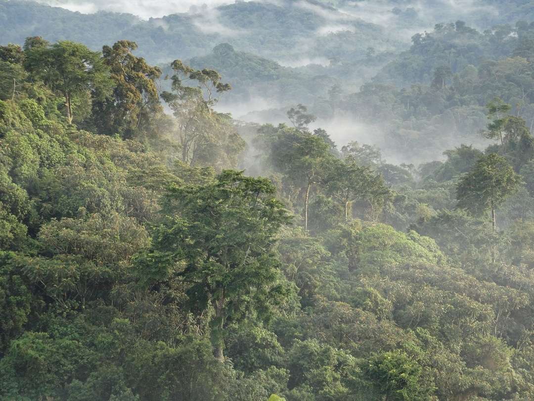 Biodiversity and Reforestation
