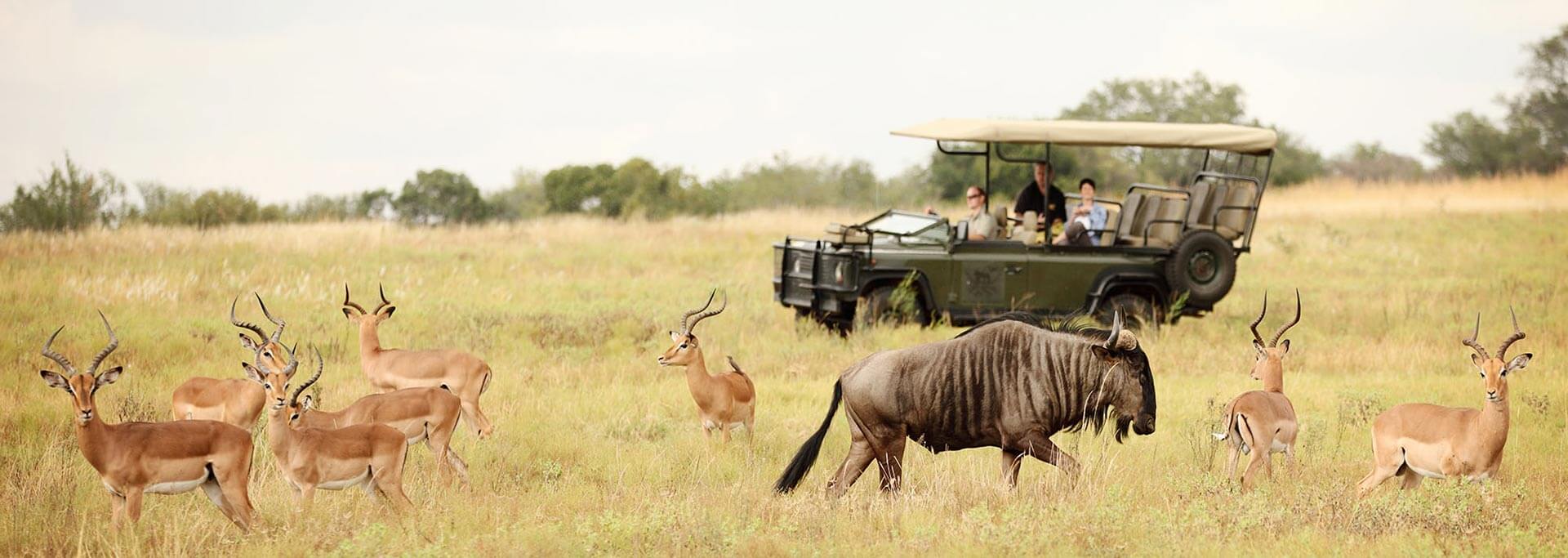 Game Drives at Kruger National Park
