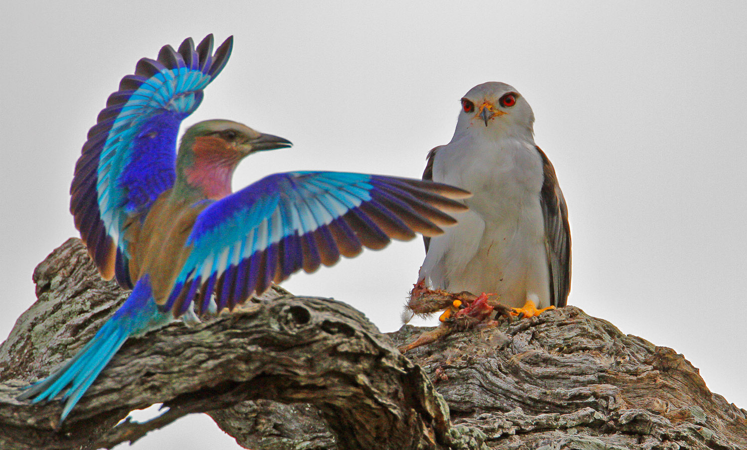Bird Watching at Kruger National Park