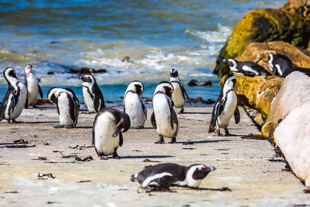  Wildlife Observation at Table Mountain National Park