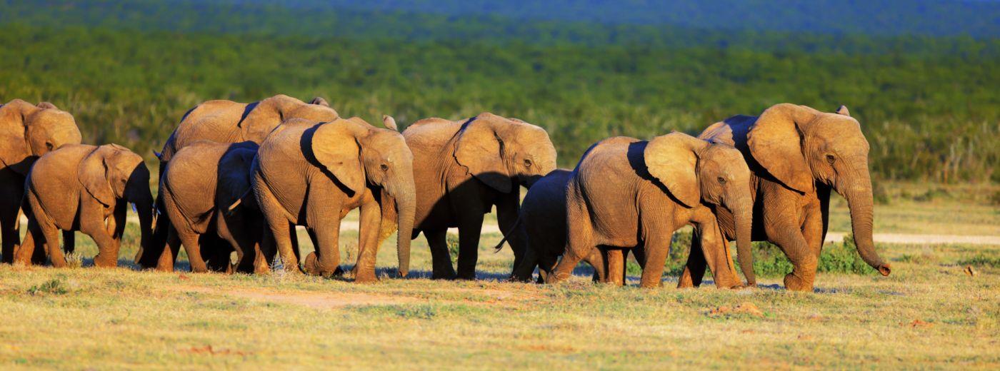  Elephant Viewing at Addo Elephant National Park