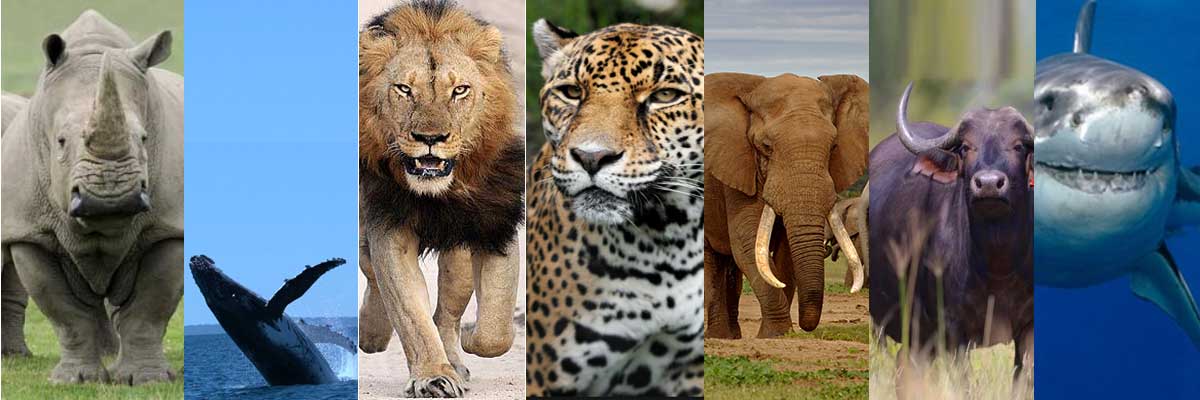 Big Seven Safari at Addo Elephant National Park