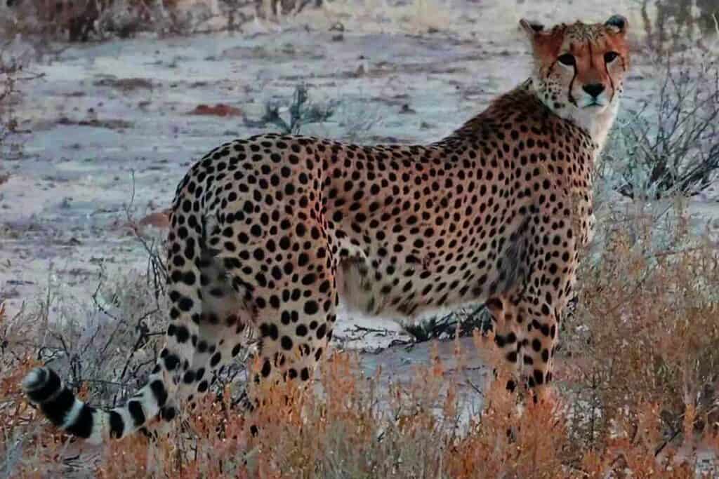 Cheetah Sightings at Kgalagadi Transfrontier Park
