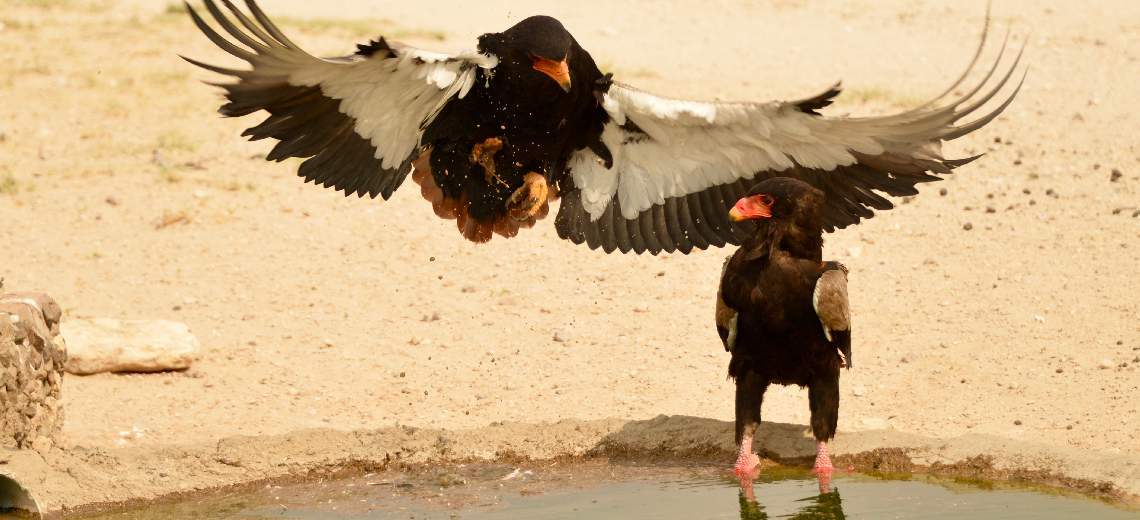 Birdwatching & Raptors at Kgalagadi Transfrontier Park