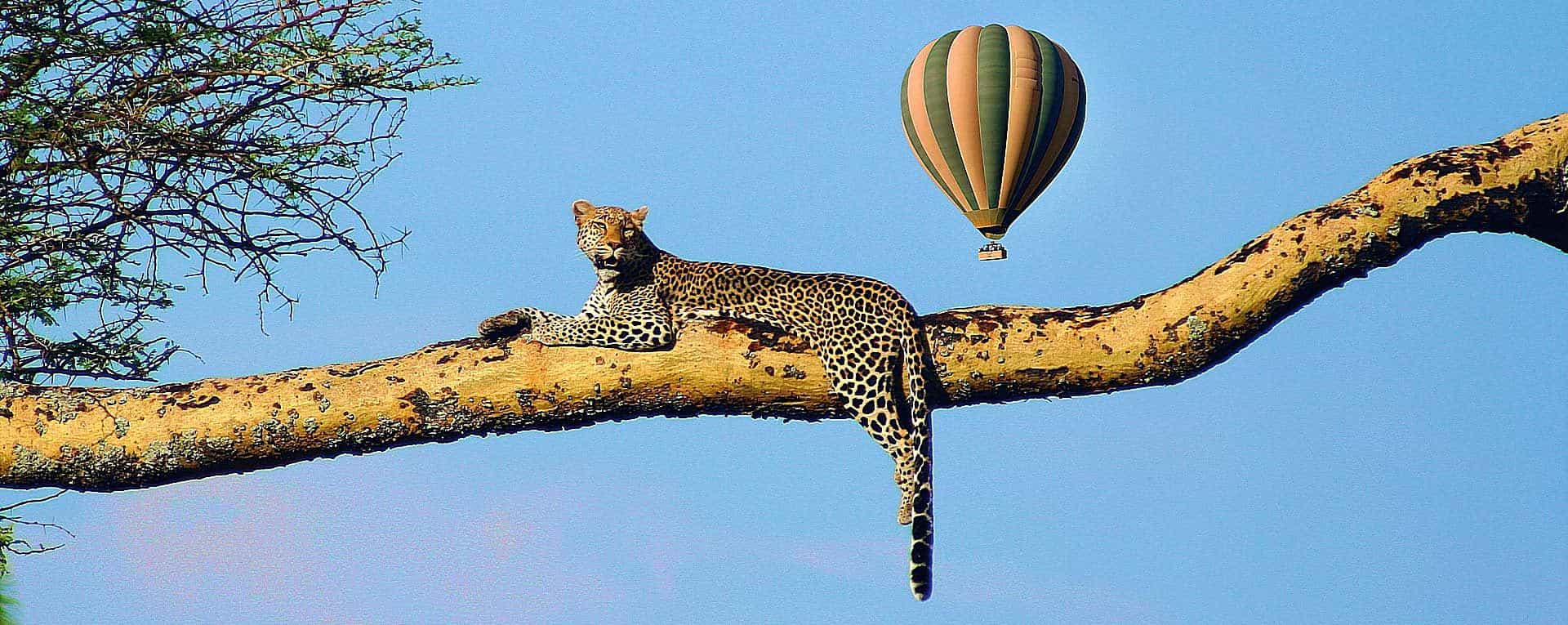 Hot-Air Balloon Safaris