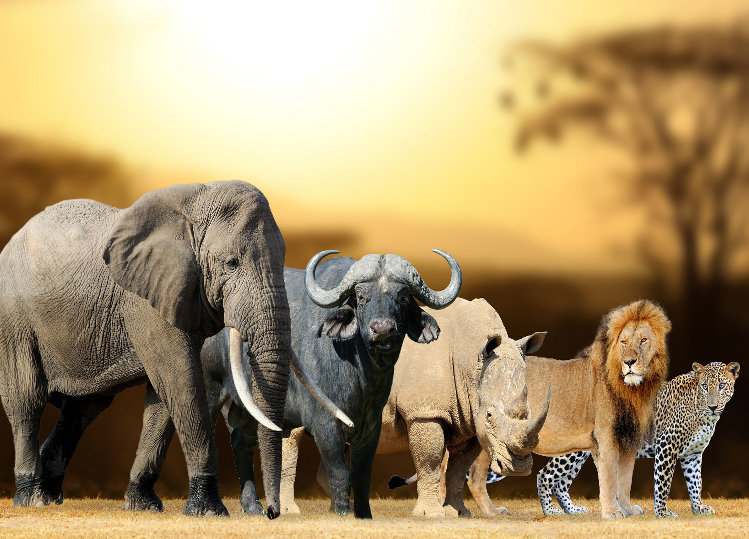 Explore the Serengetis Wildlife on Safari