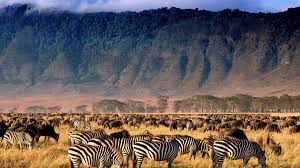 Wildlife Viewing in the Crater