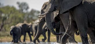 Majestic Elephant Herds
