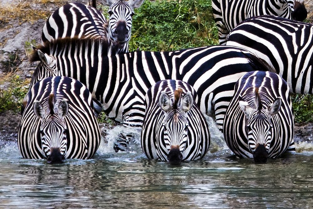 A Wildlife Haven