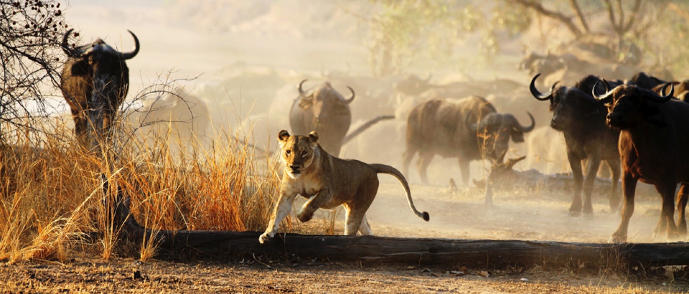 Abundant Wildlife