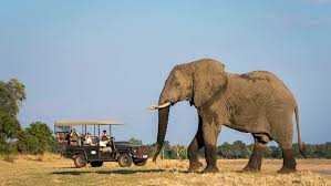 Authentic Safari Experience