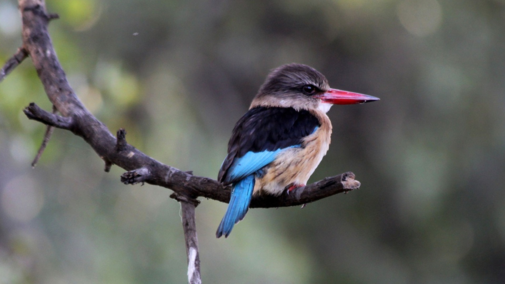  Birdwatchers Paradise at Kafue National Park